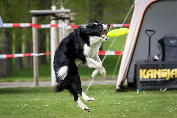 Бордер-колли ловит летающую тарелку, фото фотография собаки