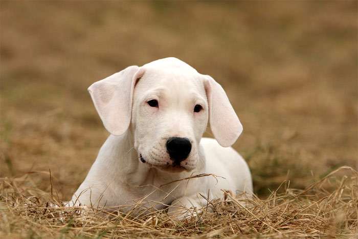 Щенок аргентинского дога, фото фотография собаки