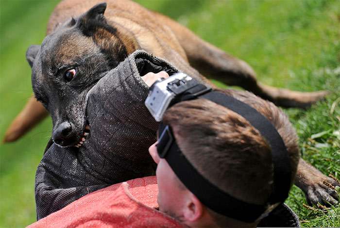 Бельгийская овчарка схватила фигуранта за рукав, фото фотография собаки