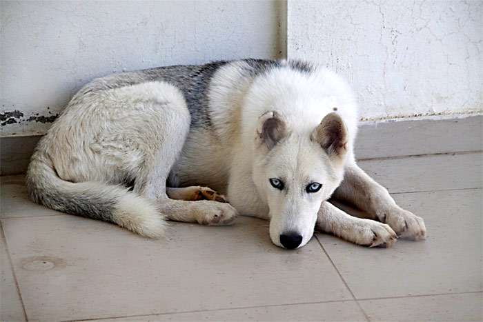 Собака с голубыми глазами, фото фотография собаки