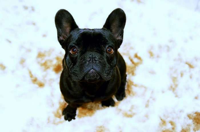 Черный французский бульдог смотрит в фотообъектив, фото фотография собаки