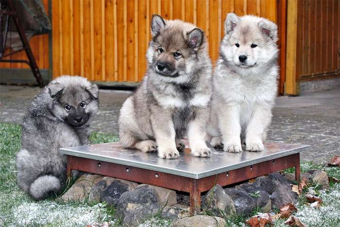 Три забавных пушистых щенка ездовой собаки, фото фотография