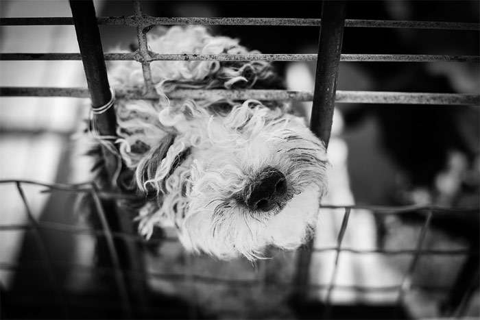Собака в клетке, фото фотография собаки