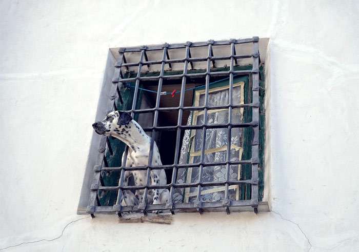 Далматин выглядывает из окна с железной решеткой, фото фотография собаки
