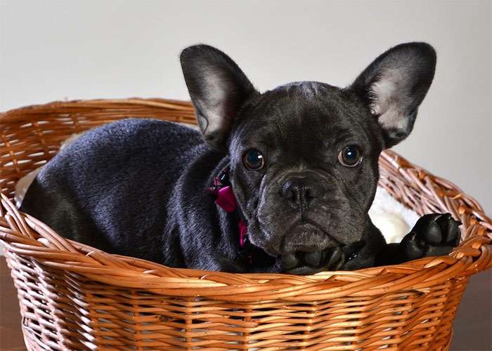 Черный французский бульдог в корзинке, фото фотография собаки