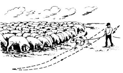 Отработка навыка выравнивания фронта стада при пастьбе скота, рисунок картинка
