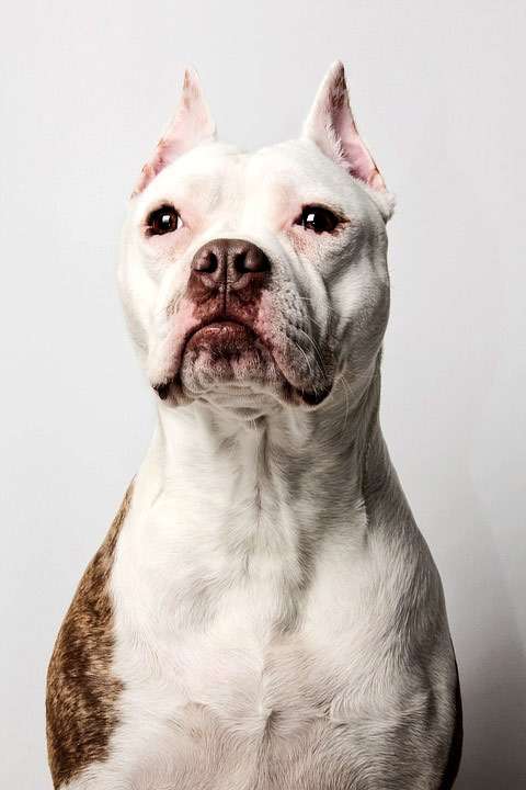 Американский стаффордширский терьер, стаф, фото фотография собаки