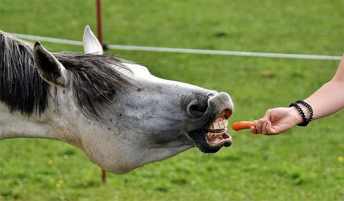 Лошадь пытается съесть морковку, фото фотография лошади