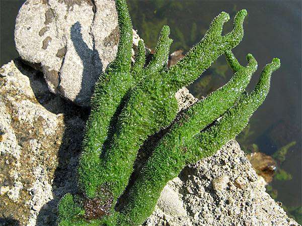 Озерная бодяга (Spongilla lacustris), фото губки фотография