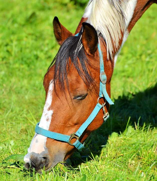 Лошадь жует траву, фото фотография