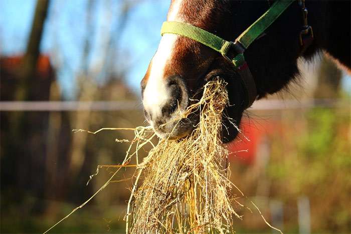 Лошадь жует сено, фото фотография