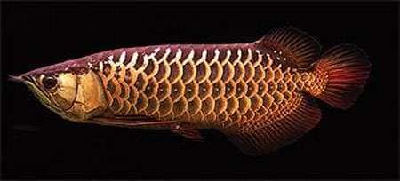 арована аравана рыбка, фото, фотография