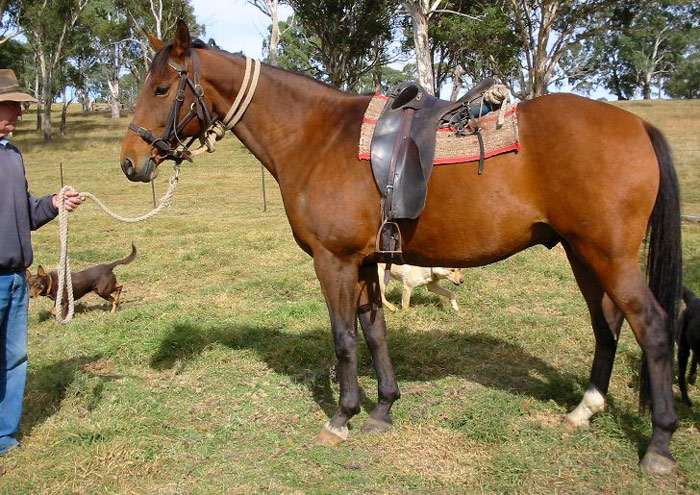 Австралийская пастушья лошадь, фото фотография породы лошадей