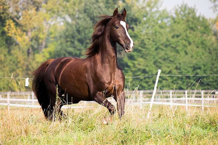 Американская верховая лошадь, фото фотография лошади