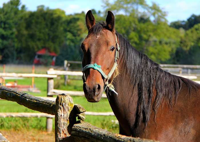 Американская стандартбредная лошадь, фото фотография