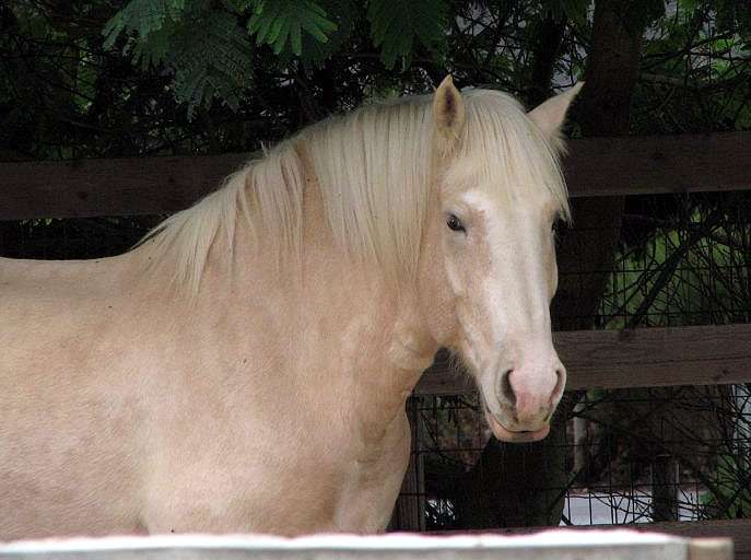 Американская упряжная (кремовая) лошадь, фото фотография
