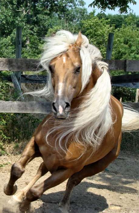 Американский прогулочный пони, фото фотография лошади