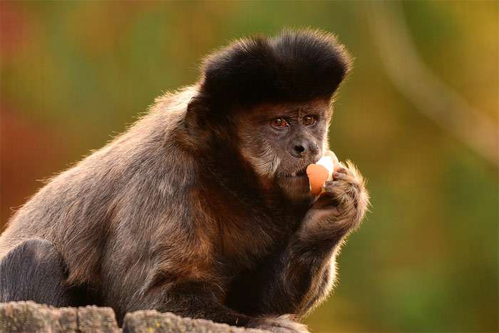 Капуцин, фото фотография приматы обезьяна