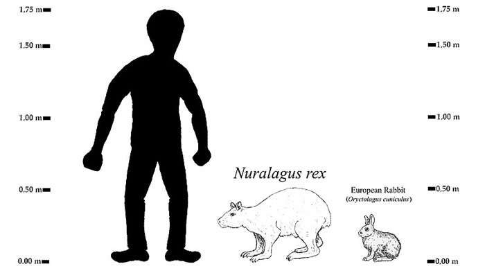 Гигантский меноркский заяц (Nuralagus rex), реконструкция