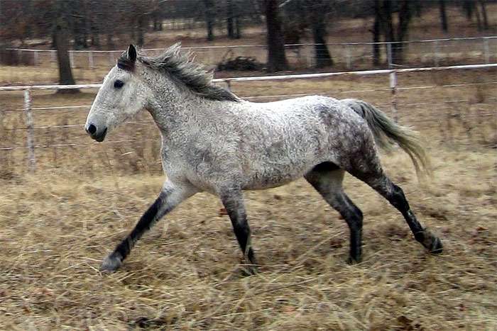 Американский кучерявый башкир, фото фотографии лошади