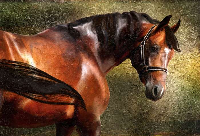 Чистокровная верховая лошадь, фото фотография