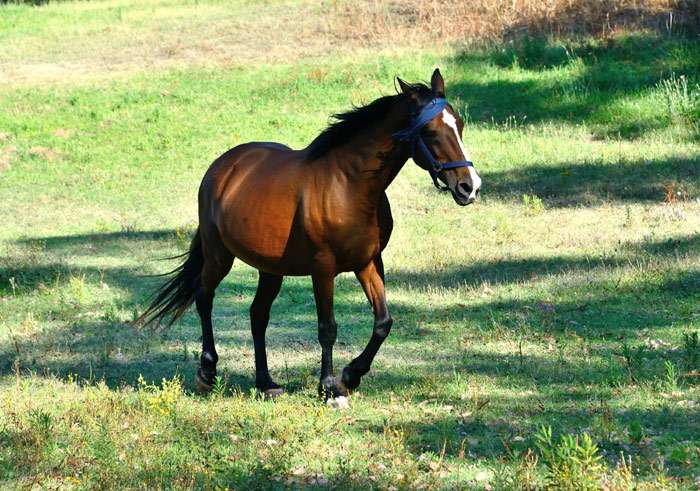 Англо-арабская лошадь, фото фотография