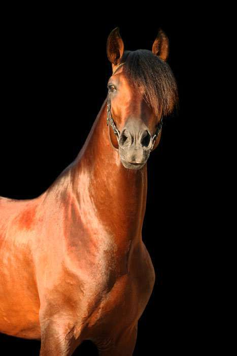 Андалузская лошадь, фото фотография