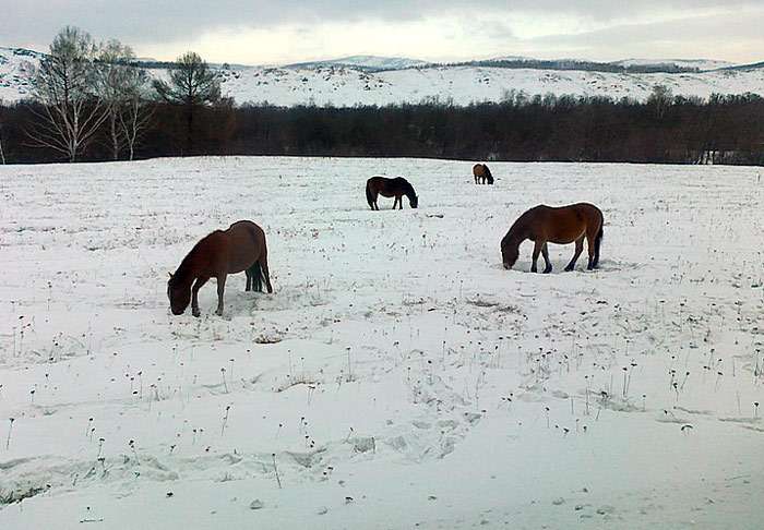 Башкирская лошадь зимой, фото фотография