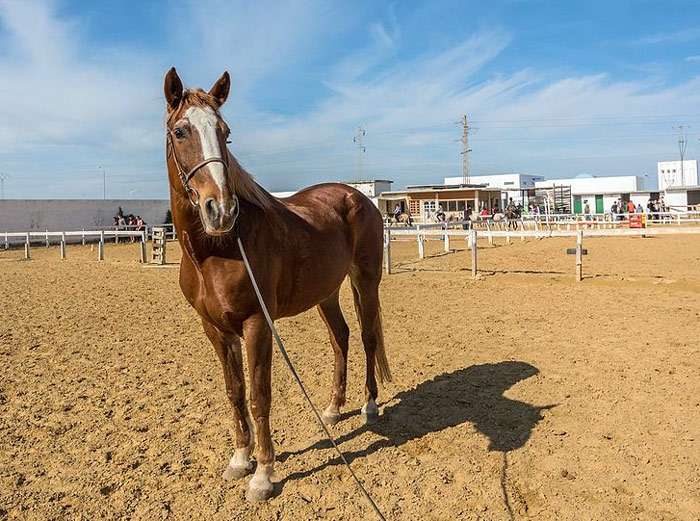 Берберийская лошадь, бербер, фото фотография