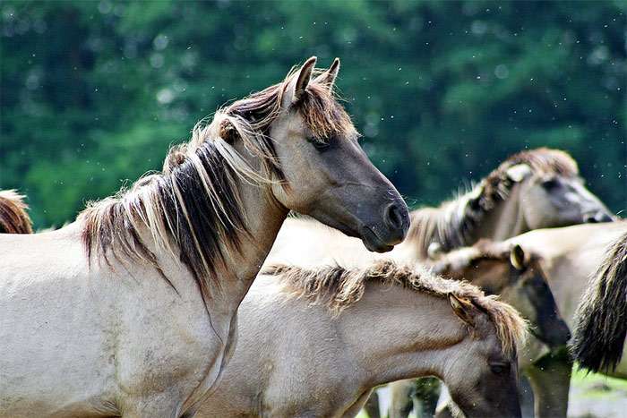 Брамби, фото фотография лошади