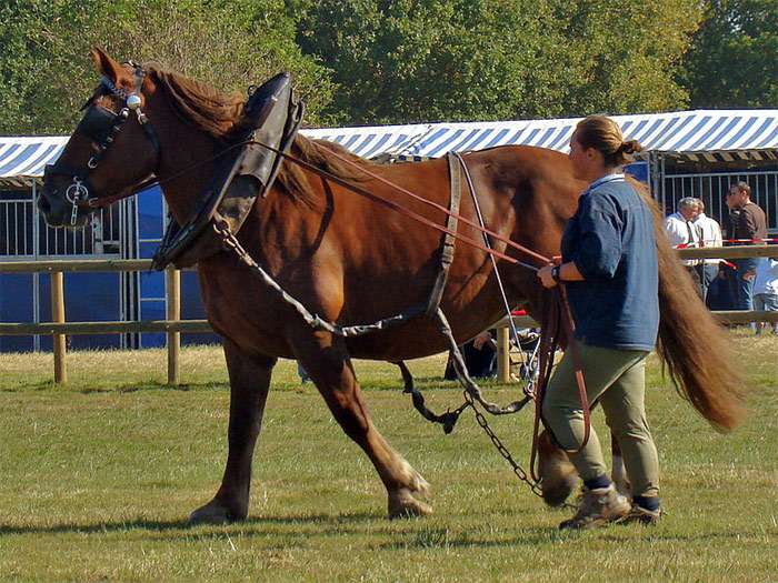 Бретонская лошадь, фото фотография