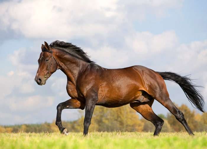Буденновская лошадь, фото фотография