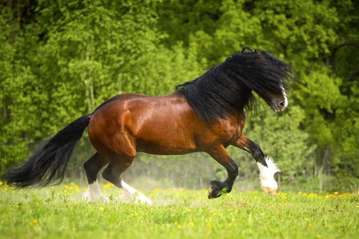 Владимирский тяжеловоз, фото фотография лошади
