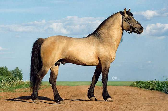 Вятская лошадь, фото фотография
