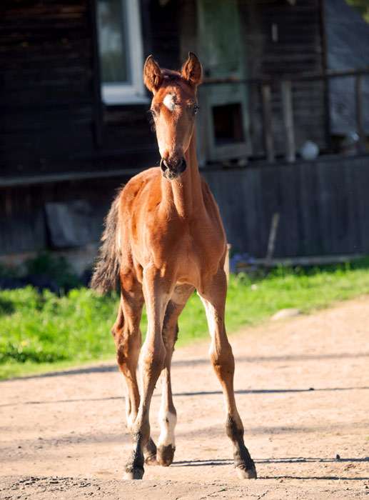 Ганноверская лошадь жеребенок, фото фотография