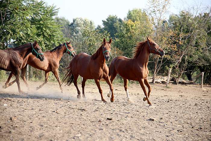 Гидран, венгерский англо-араб, фото фотография лошади