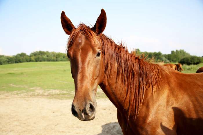 Молодой гидран, венгерский англо-араб, фото фотография лошади