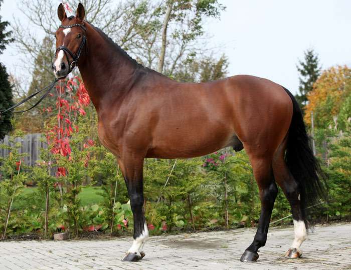 Голландская полукровная лошадь, Голландская теплокровная лошадь, фото фотография