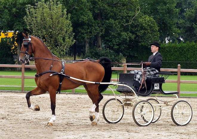 Голландская упряжная лошадь, фото фотография