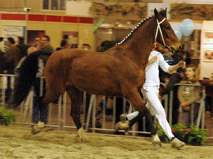 Голландская упряжная лошадь, фото фотография