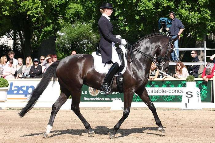 Датская полукровная лошадь, фото фотография