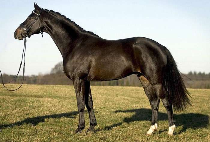 Датская полукровная лошадь, фото фотография