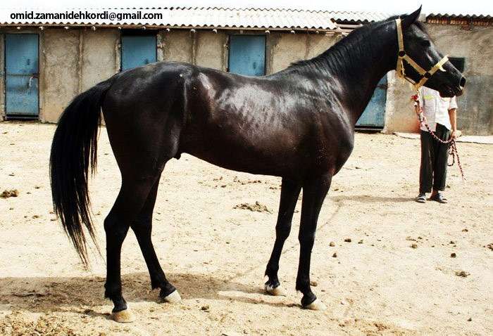Иомудская лошадь, фото фотография