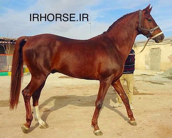 Иомудская лошадь, фото фотография