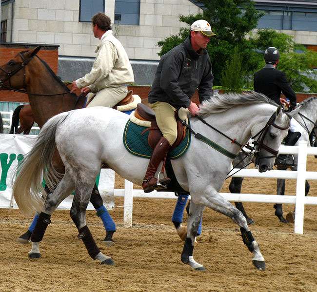 Ирландская спортивная лошадь, ирландский гунтер, фото фотография