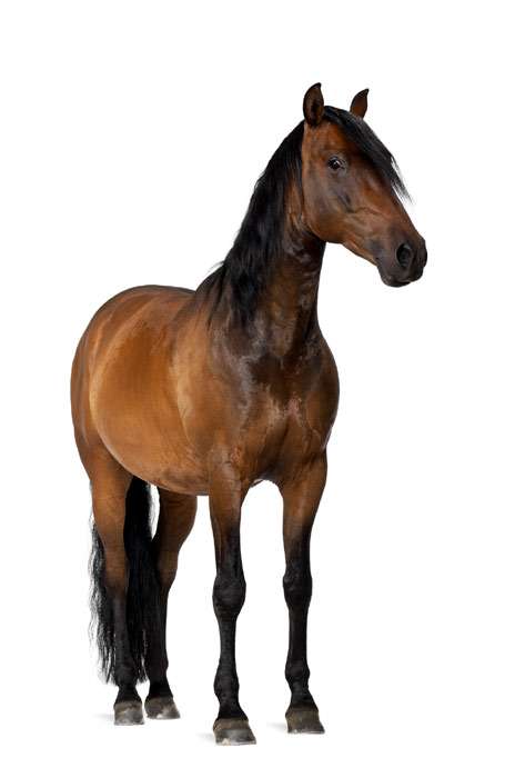 Испано-арабская лошадь, испано-араб, фото фотография