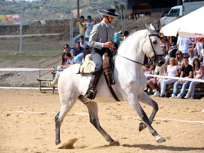Испано-арабская лошадь, испано-араб, фото фотография