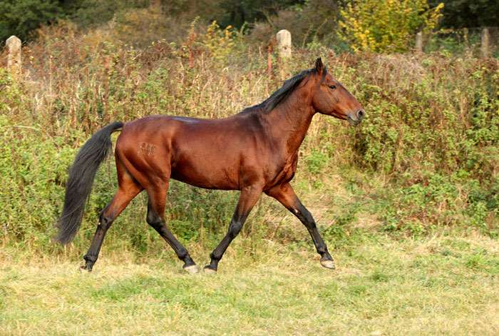 Кабардинская лошадь, фото фотография
