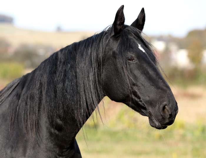 Кабардинская лошадь, фото фотография