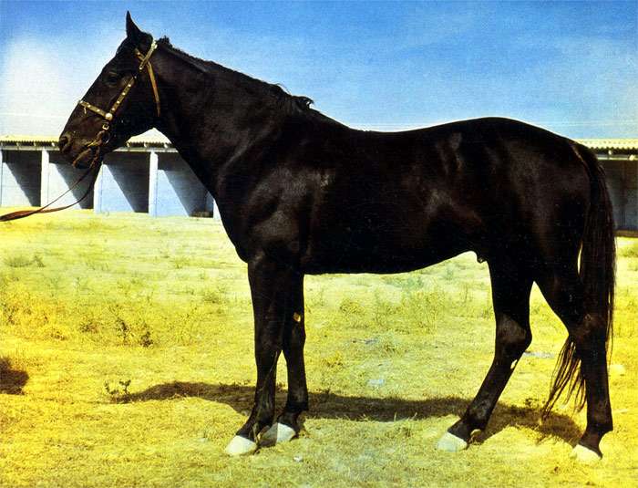 Карабаирская лошадь (карабаир), фото фотография